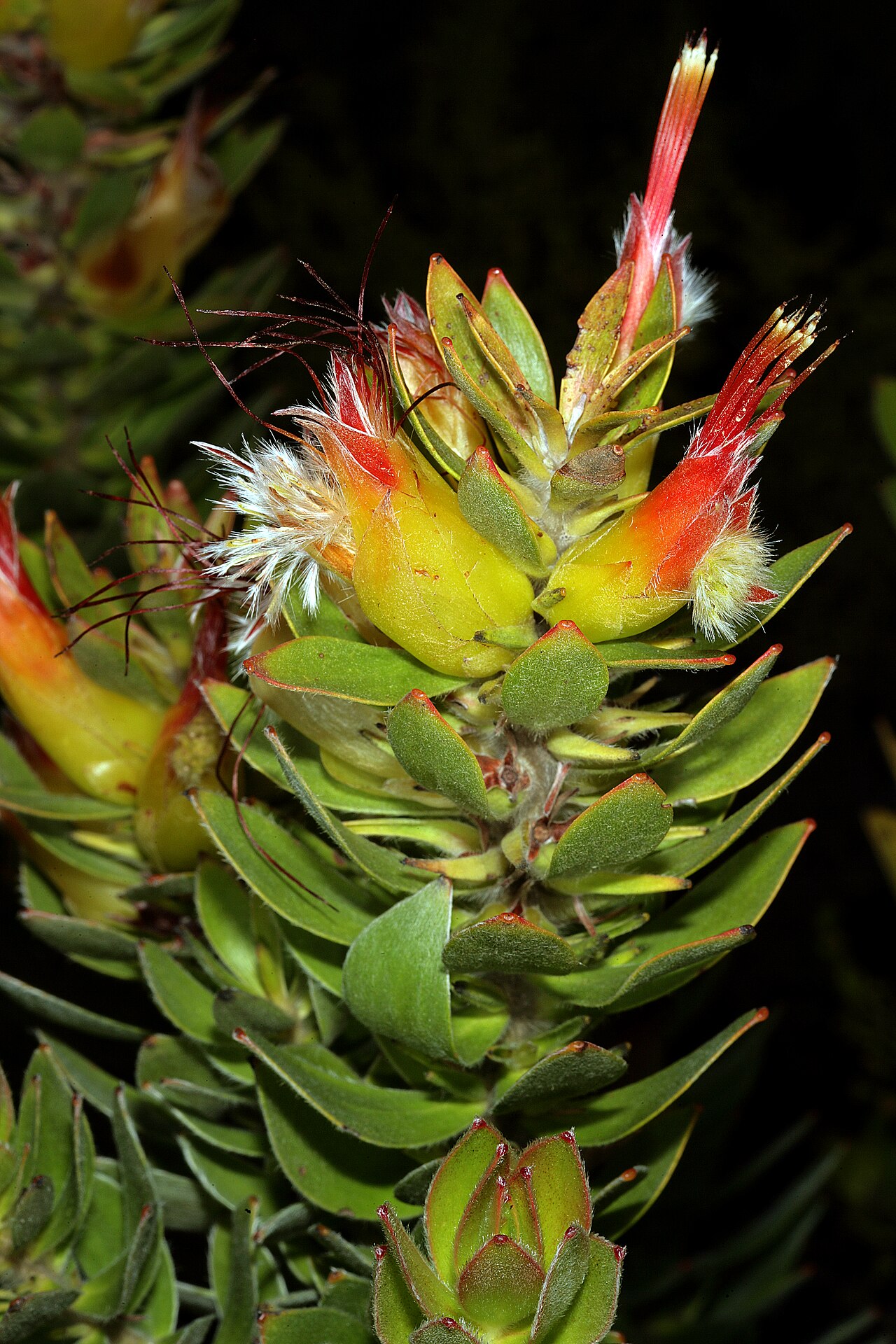 Marsh pagoda: Mimetes hirtus , inflorescence; natural population in relict stand of coastal fynbos on vacant plot not yet developed for housing, Betty's Bay, Western Cape, So