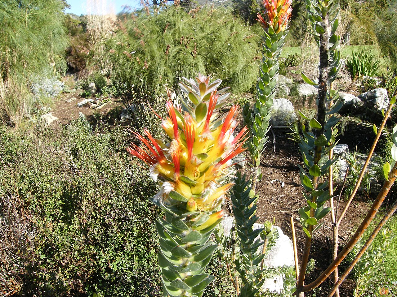 Marsh pagoda: Mimetes hirtus