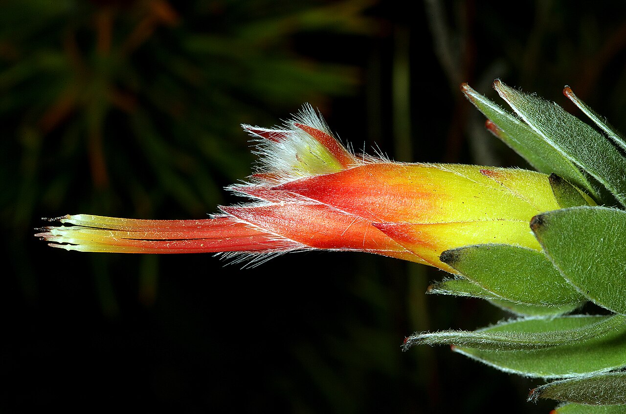 Marsh pagoda: Mimetes hirtus , partial inflorescence; natural population in relict stand of coastal fynbos on vacant plot not yet developed for housing, Betty's Bay, Western