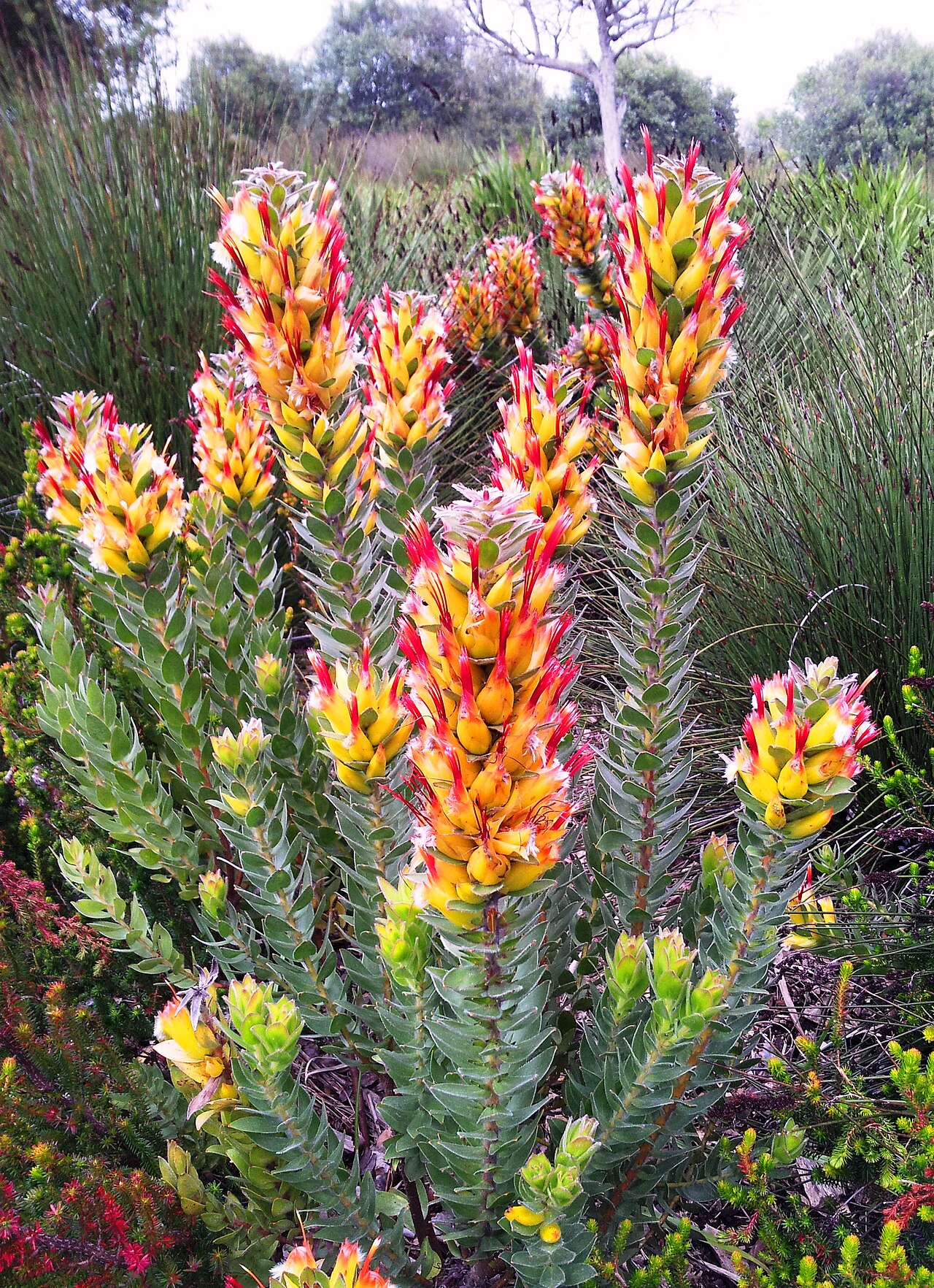 Marsh pagoda: Mimetes hirtus - Mountain fynbos