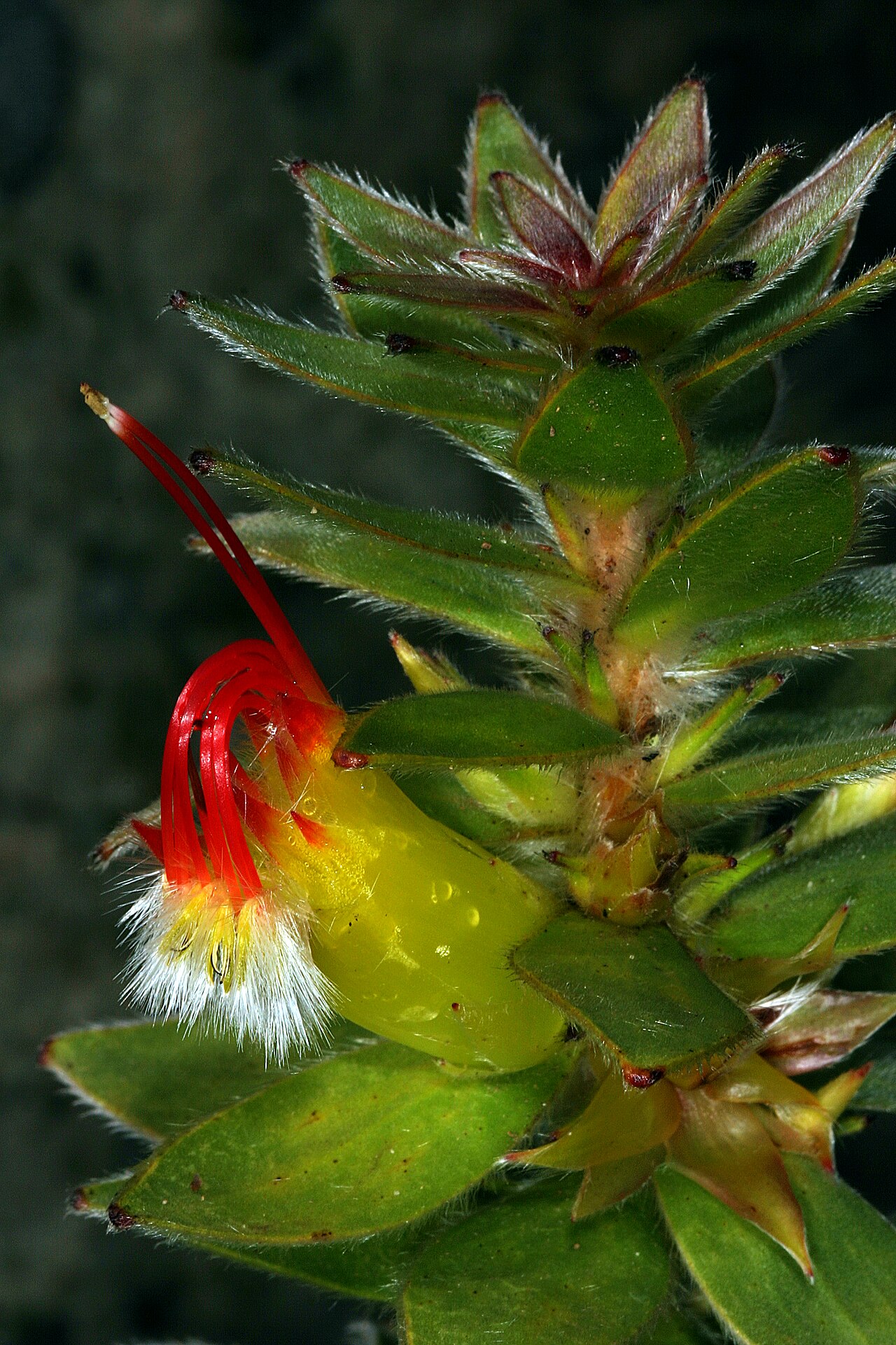 Marsh pagoda: Mimetes hirtus , partial inflorescence; Kirstenbosch National Botanical Garden, Cape Town, Western Cape, South Africa