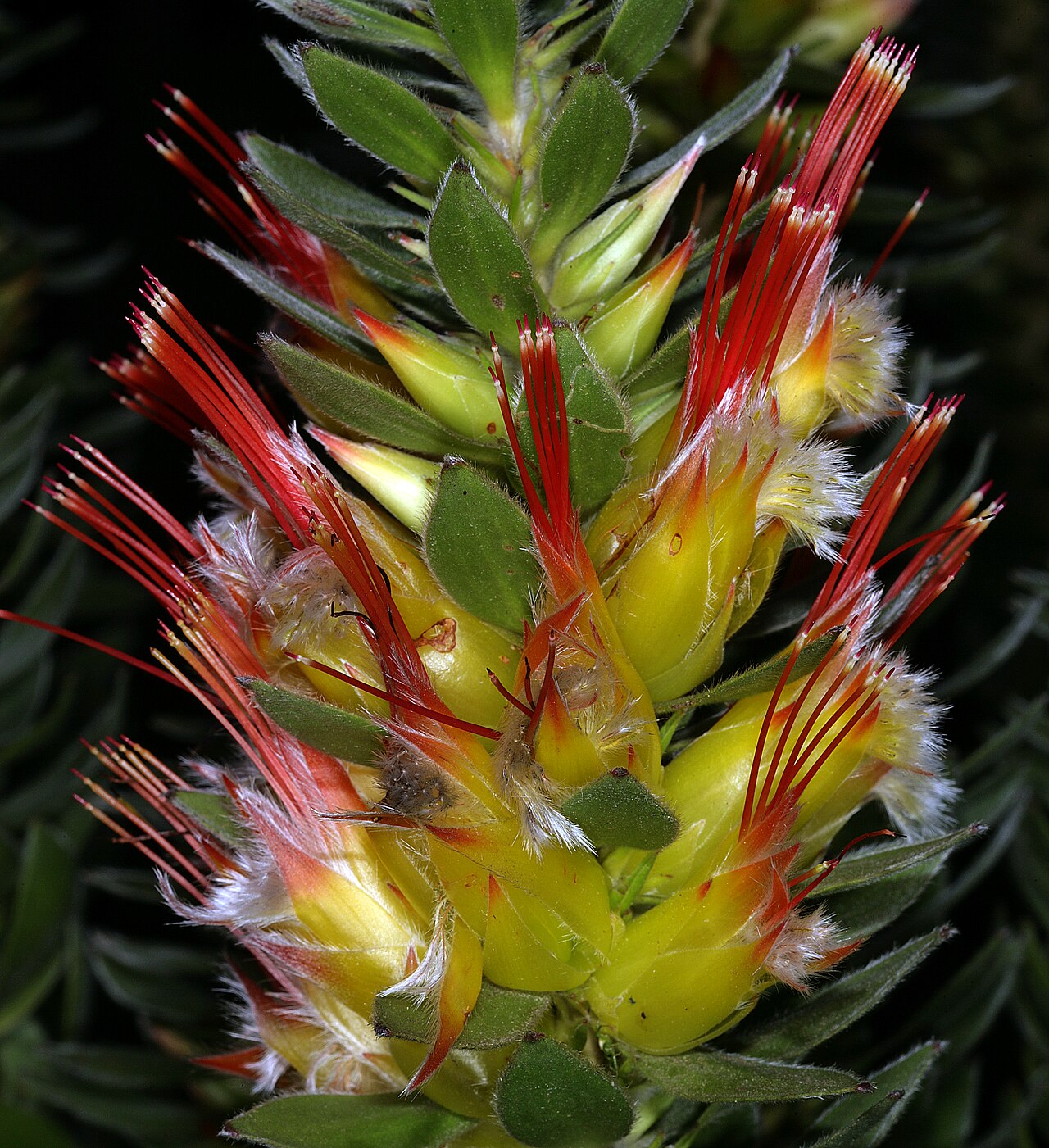 Marsh pagoda: Mimetes hirtus , inflorescence, Betty's Bay (cultivated); Western Cape, South Africa