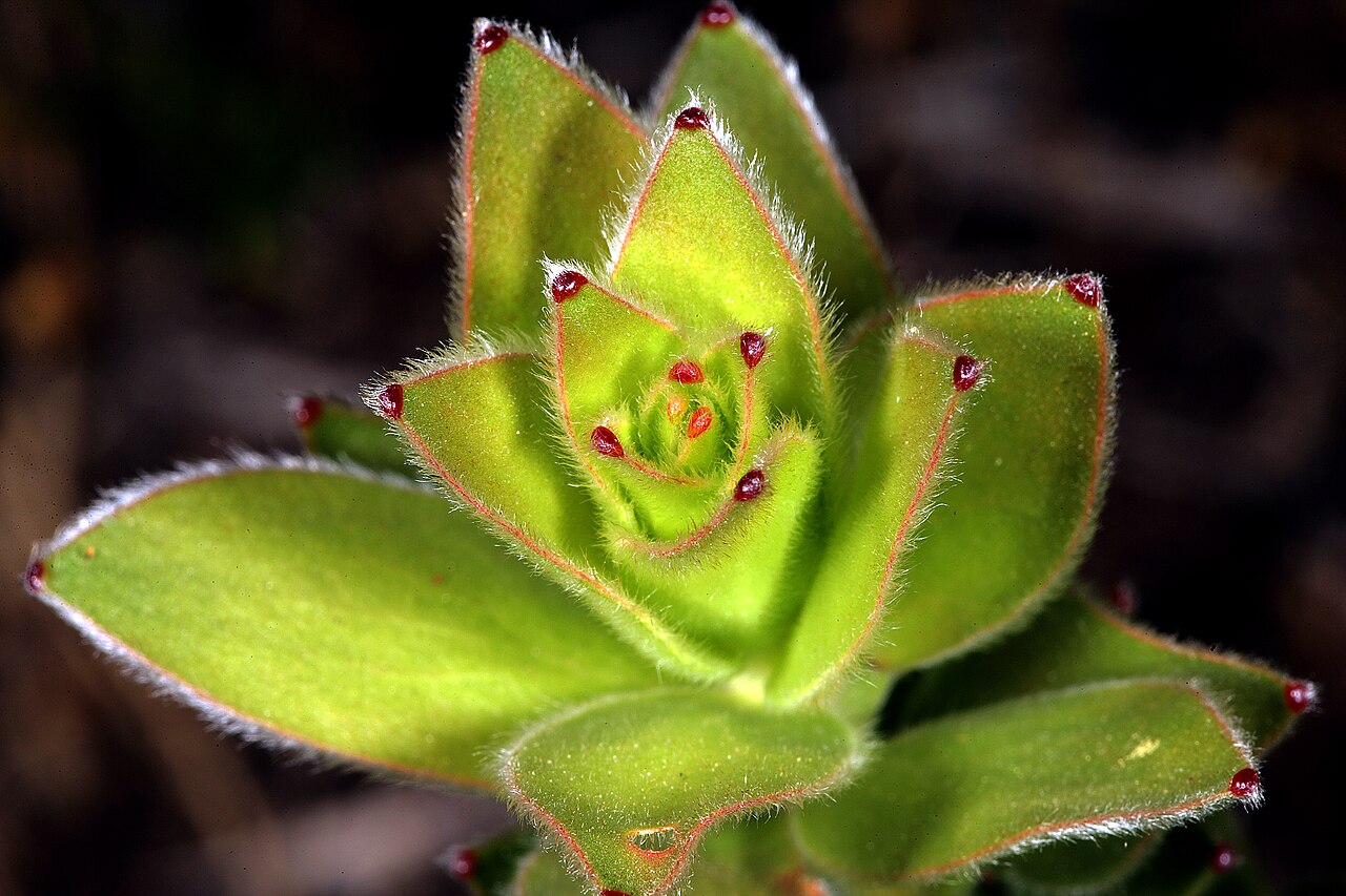 Marsh pagoda: Mimetes hirtus , seedling with each leaf tipped by a reddish extrafloral nectary; Betty's Bay (cultivated), Western Cape, South Africa