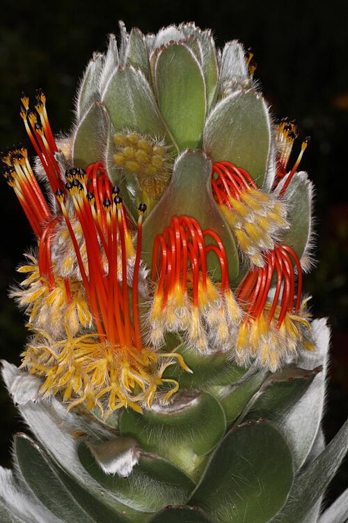 Matchstick pagoda: Mimetes hottentoticus