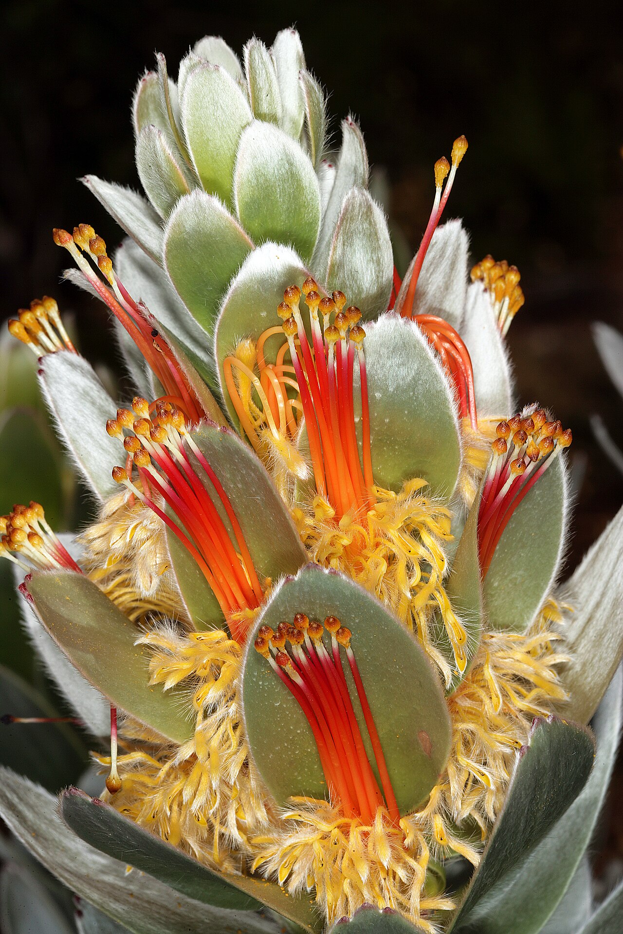 Matchstick pagoda: Mimetes hottentoticus , Inflorescence; Betty's Bay (cultivated), Western Cape, South Africa
