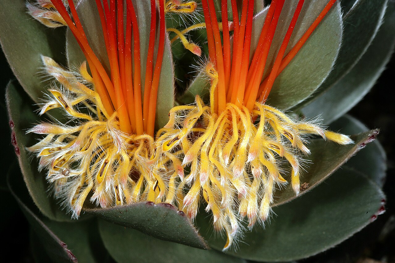 Matchstick pagoda: Mimetes hottentoticus , inflorescence showing stamens with dehisced anthers (pollen earlier deposited on pollen presenters) and base of styles (orange-red); Har