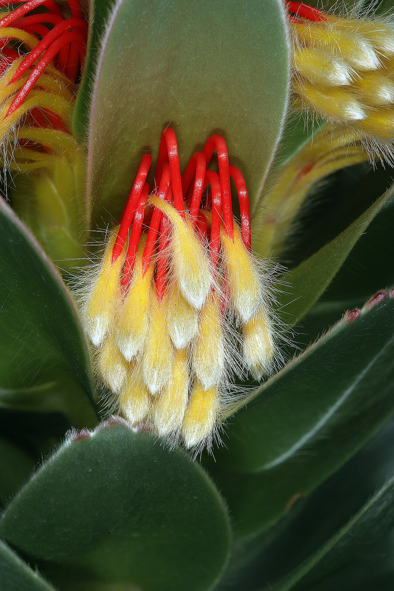 Matchstick pagoda: Mimetes hottentoticus , partial inflorescence with flowers still in bud; Betty's Bay (cultivated), Western Cape, South Africa