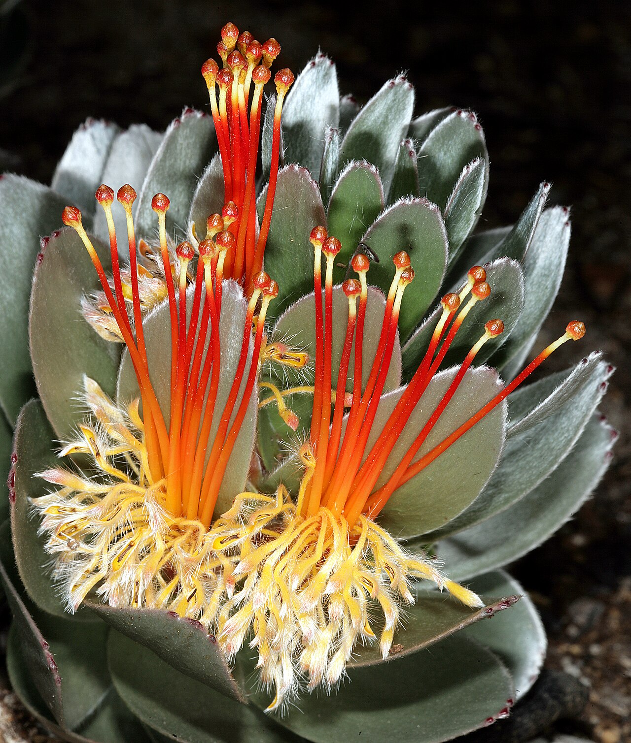 Matchstick pagoda: Mimetes hottentoticus , inflorescence; Harold Porter National Botanical Garden, Betty's Bay, Western Cape, South Africa