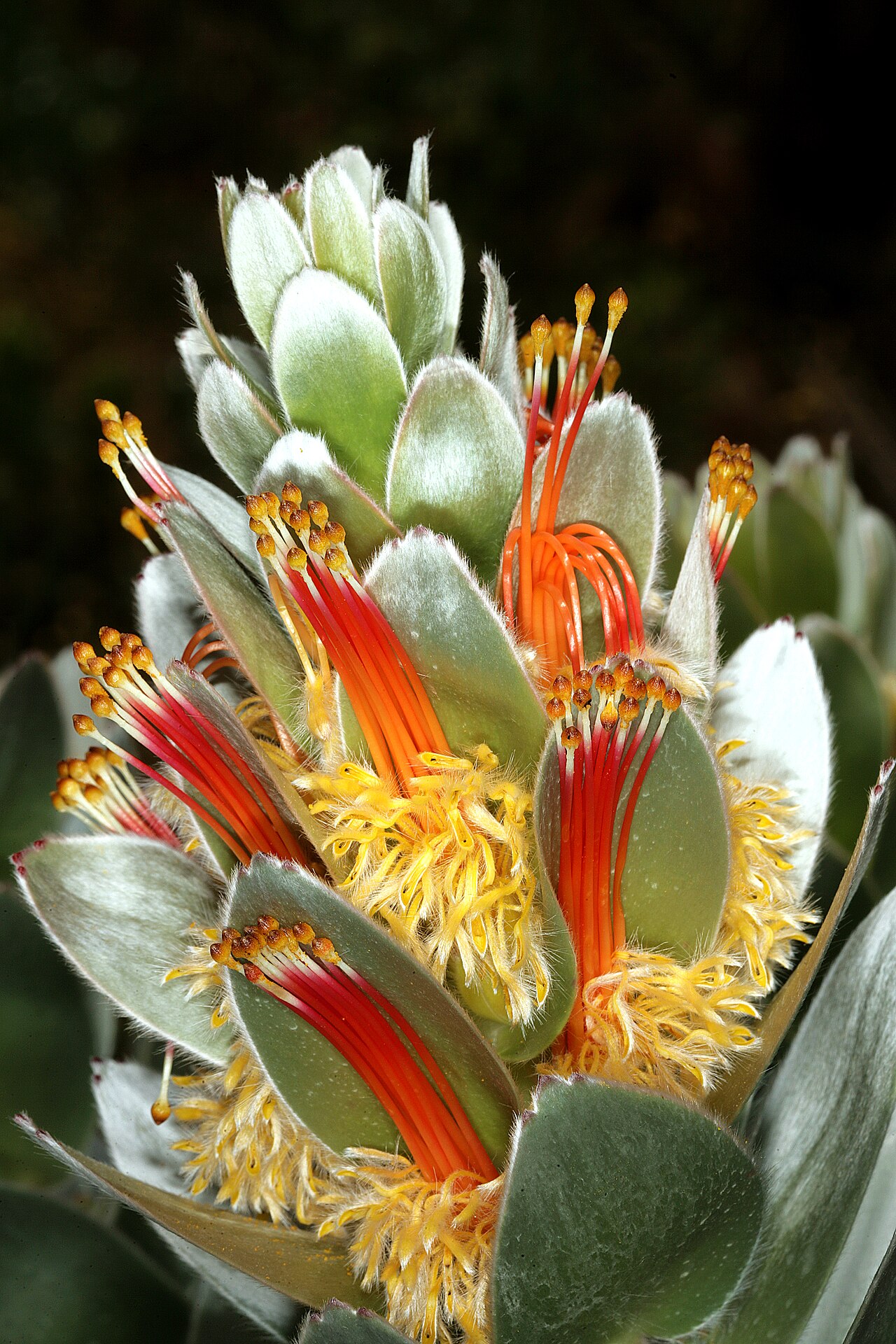 Matchstick pagoda: Mimetes hottentoticus , Inflorescence; Betty's Bay (cultivated), Western Cape, South Africa