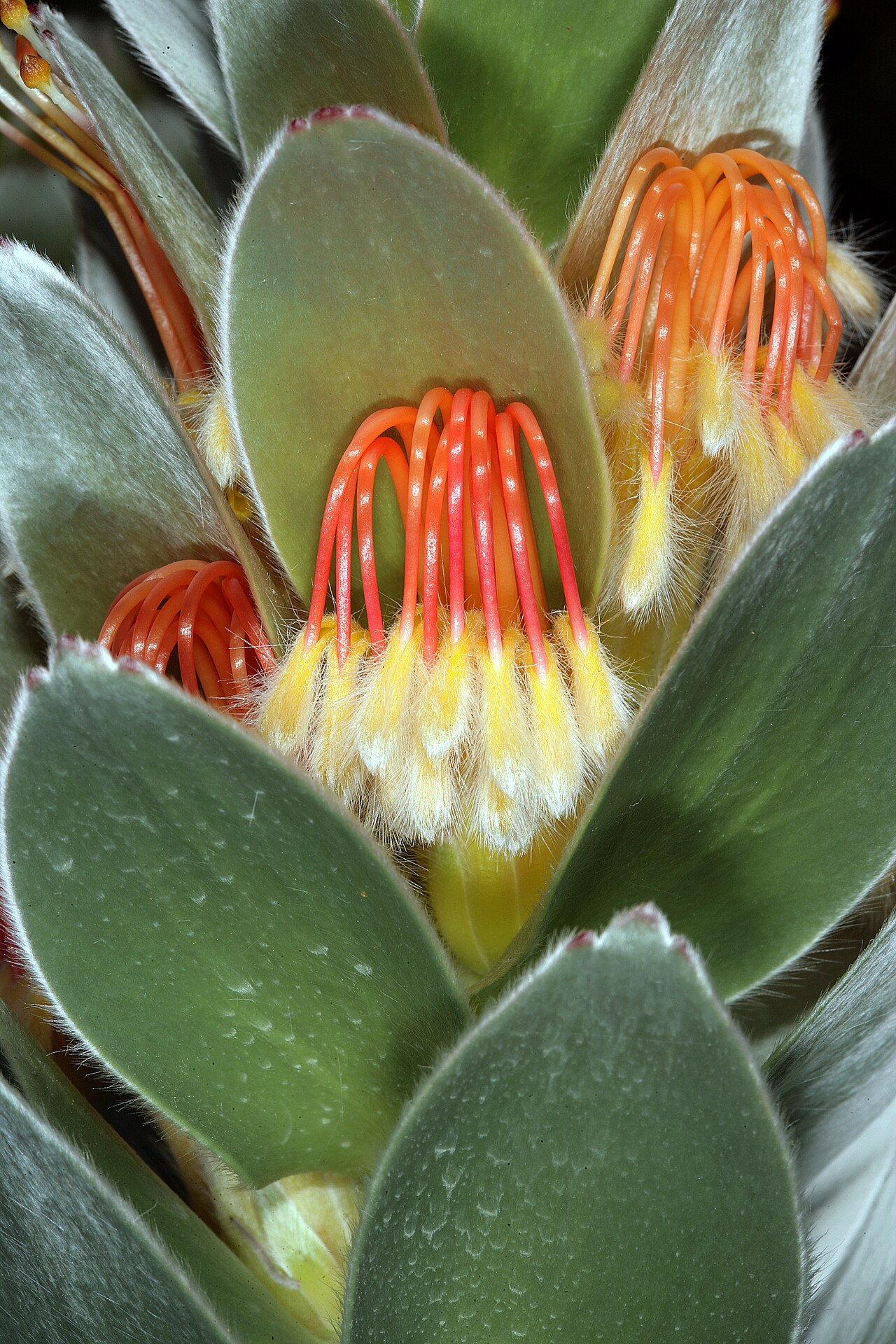 Matchstick pagoda: Mimetes hottentoticus , partial inflorescences with flowers still in bud; Betty's Bay (cultivated), Western Cape, South Africa