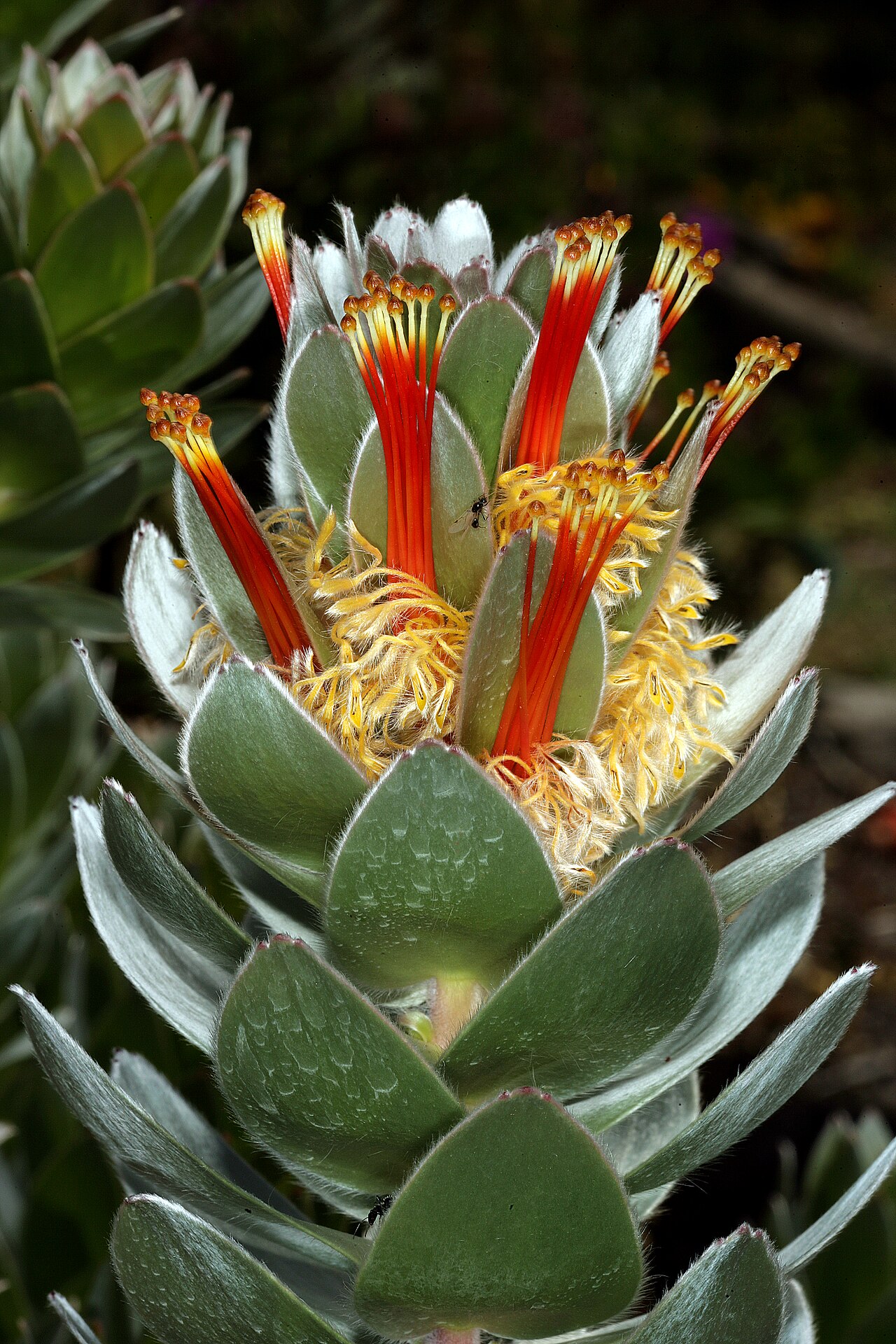 Matchstick pagoda: Mimetes hottentoticus , Inflorescence; Betty's Bay (cultivated), Western Cape, South Africa