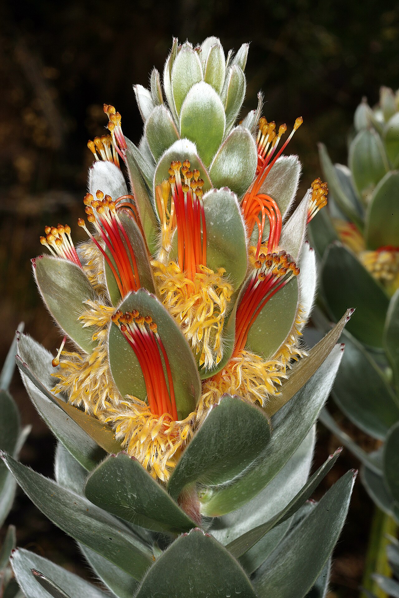Matchstick pagoda: Mimetes hottentoticus , Inflorescence; Betty's Bay (cultivated), Western Cape, South Africa