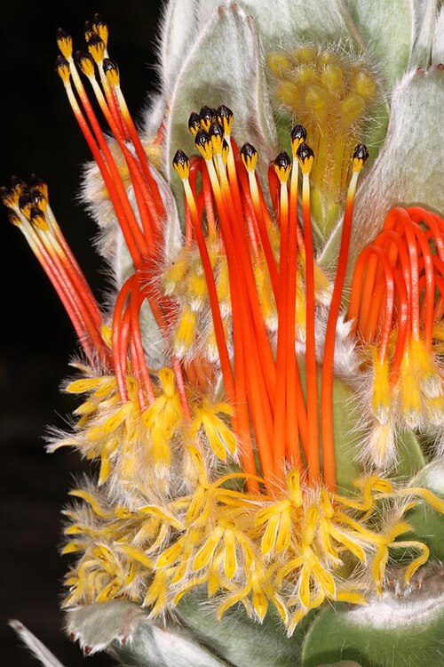 Matchstick pagoda: Mimetes hottentoticus