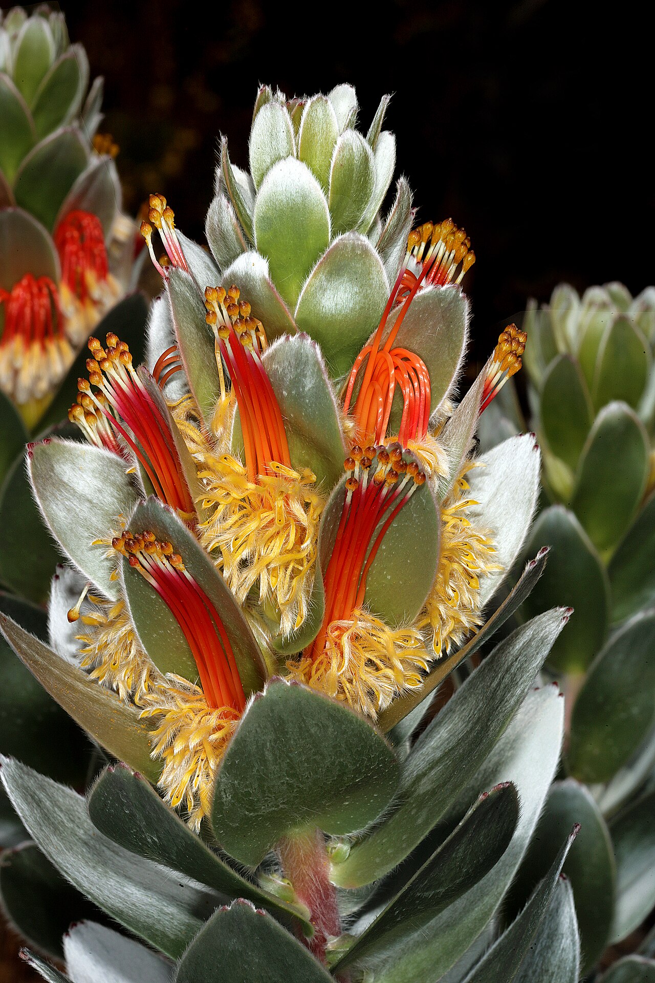 Matchstick pagoda: Mimetes hottentoticus , Inflorescence; Betty's Bay (cultivated), Western Cape, South Africa