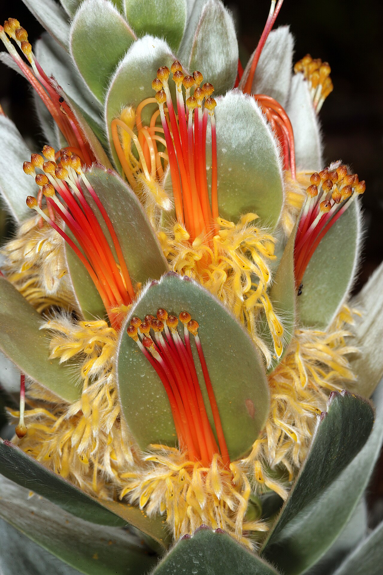 Matchstick pagoda: Mimetes hottentoticus , Inflorescence; Betty's Bay (cultivated), Western Cape, South Africa