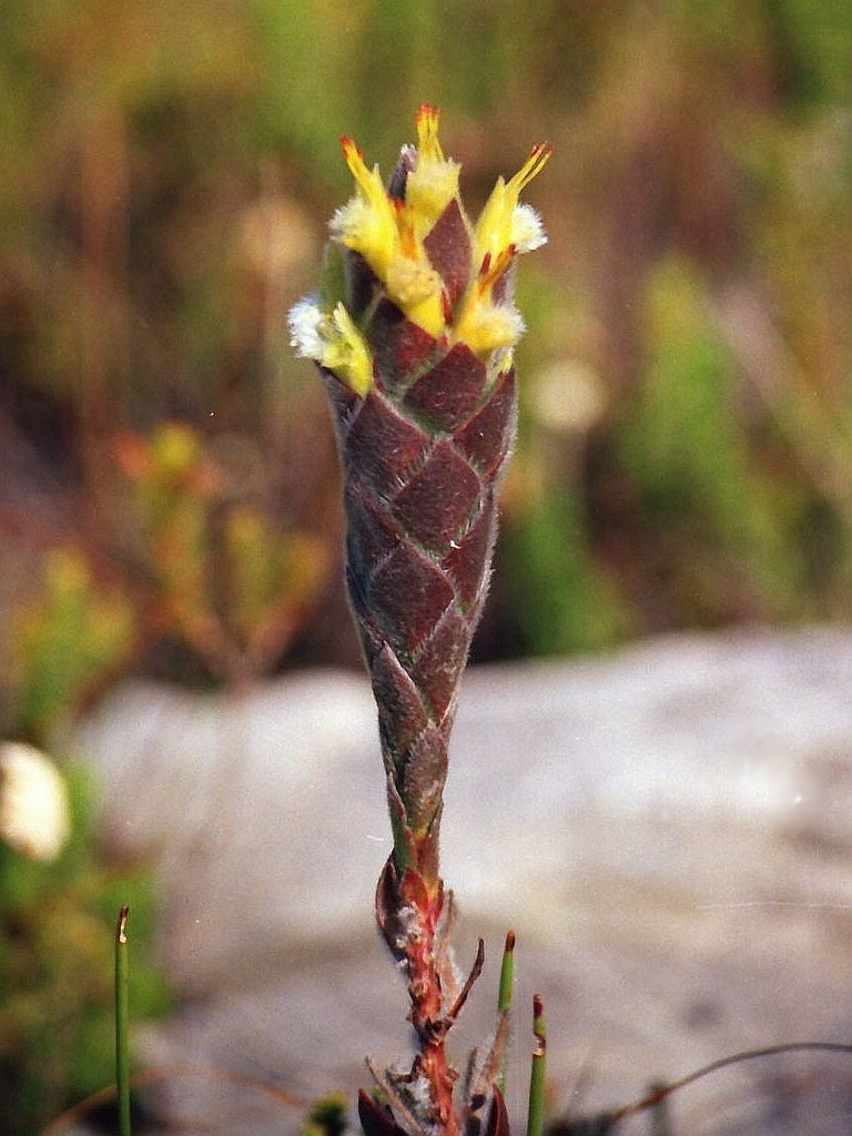 Cryptic pagoda: The cryptic pagoda, Mimetes palustris , photographed by Nigel Forshaw, on 25 June 1998, at the top of the Kleinriver Mountain, near Hermanus, Overberg County, W