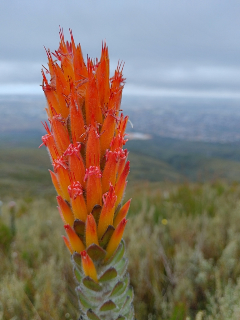 Threeflower pagoda (Mimetes pauciflorus)