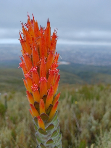 Threeflower pagoda (Mimetes pauciflorus)