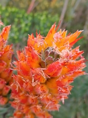 Threeflower pagoda (Mimetes pauciflorus)