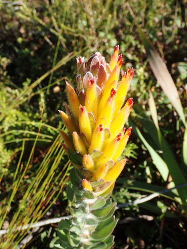 Threeflower pagoda (Mimetes pauciflorus)