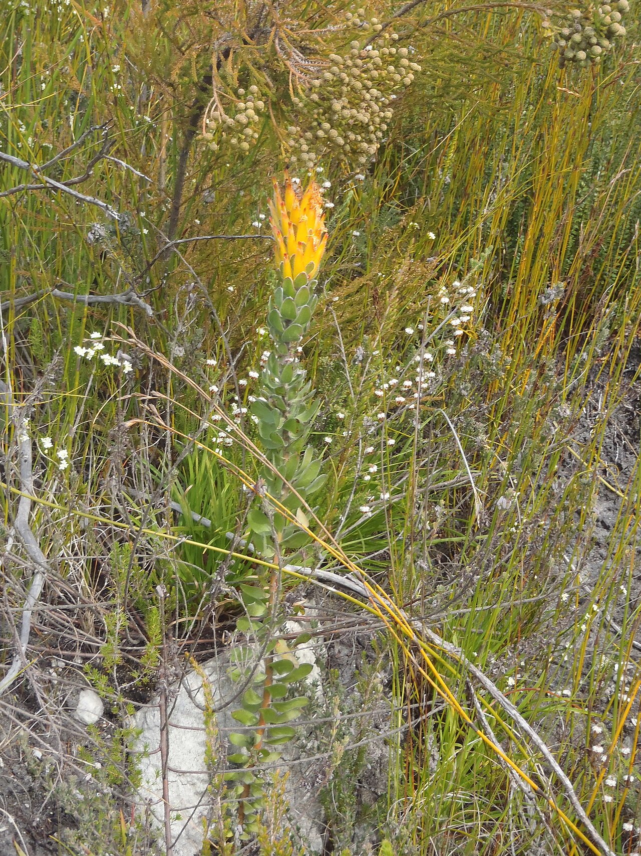 Threeflower pagoda: Three-flowered pagoda, Mimetes pauciflorus , in the surrounding vegetation, photographed by Nicola van Berkel, on 7 September 2012, at Spitskop, Prince Alfreds