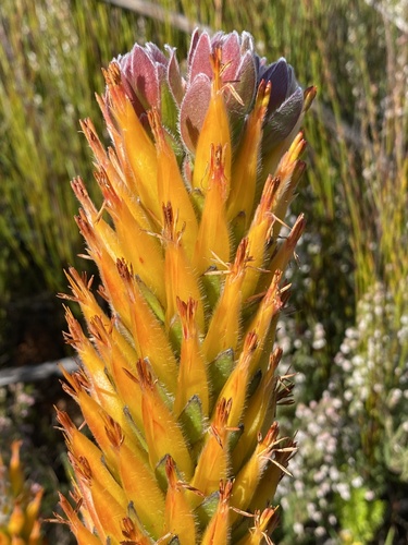 Threeflower pagoda (Mimetes pauciflorus)