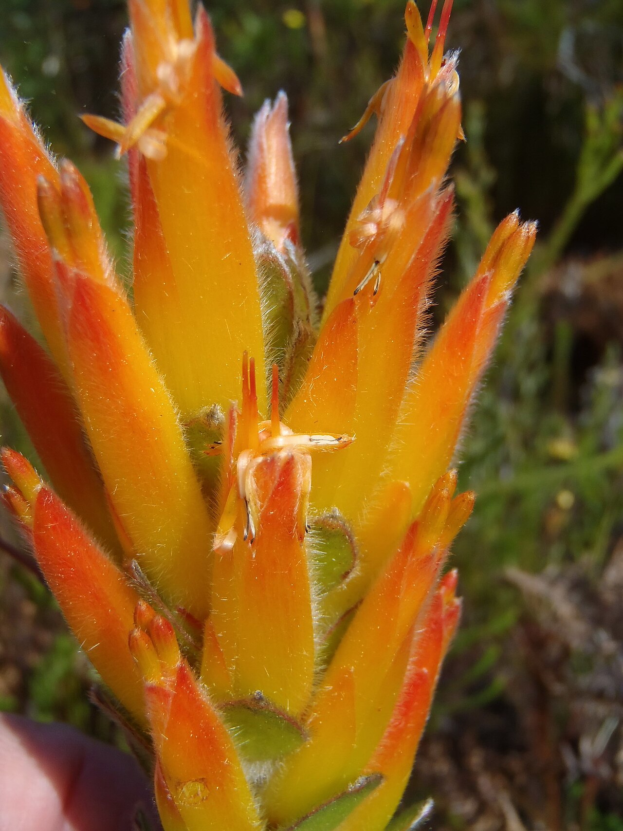 Threeflower pagoda: Three-flowered pagoda, Mimetes pauciflorus , some flower heads, photographed by Nicola van Berkel, on 7 September 2012, at Spitskop, Prince Alfreds Mountain Pas