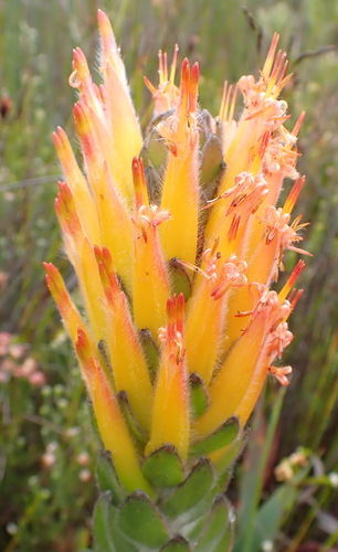 Threeflower pagoda (Mimetes pauciflorus)
