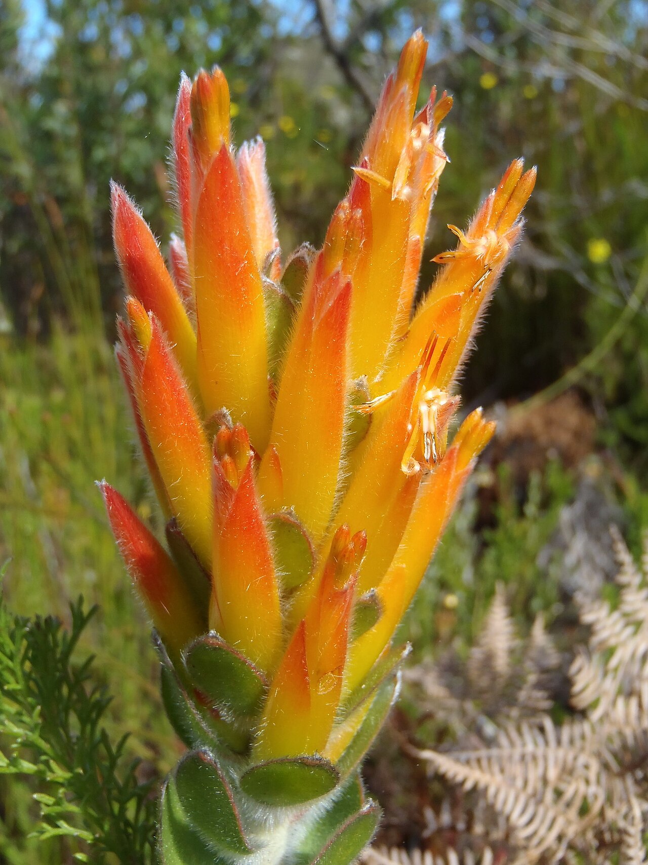 Threeflower pagoda: Three-flowered pagoda, Mimetes pauciflorus , inflorescence, photographed by Nicola van Berkel, on 7 September 2012, at Spitskop, Prince Alfreds Mountain Pass, n