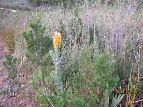 Threeflower pagoda (Mimetes pauciflorus)