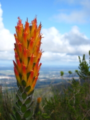 Threeflower pagoda (Mimetes pauciflorus)