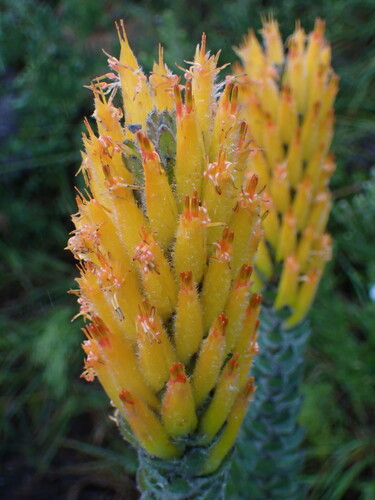 Threeflower pagoda (Mimetes pauciflorus)