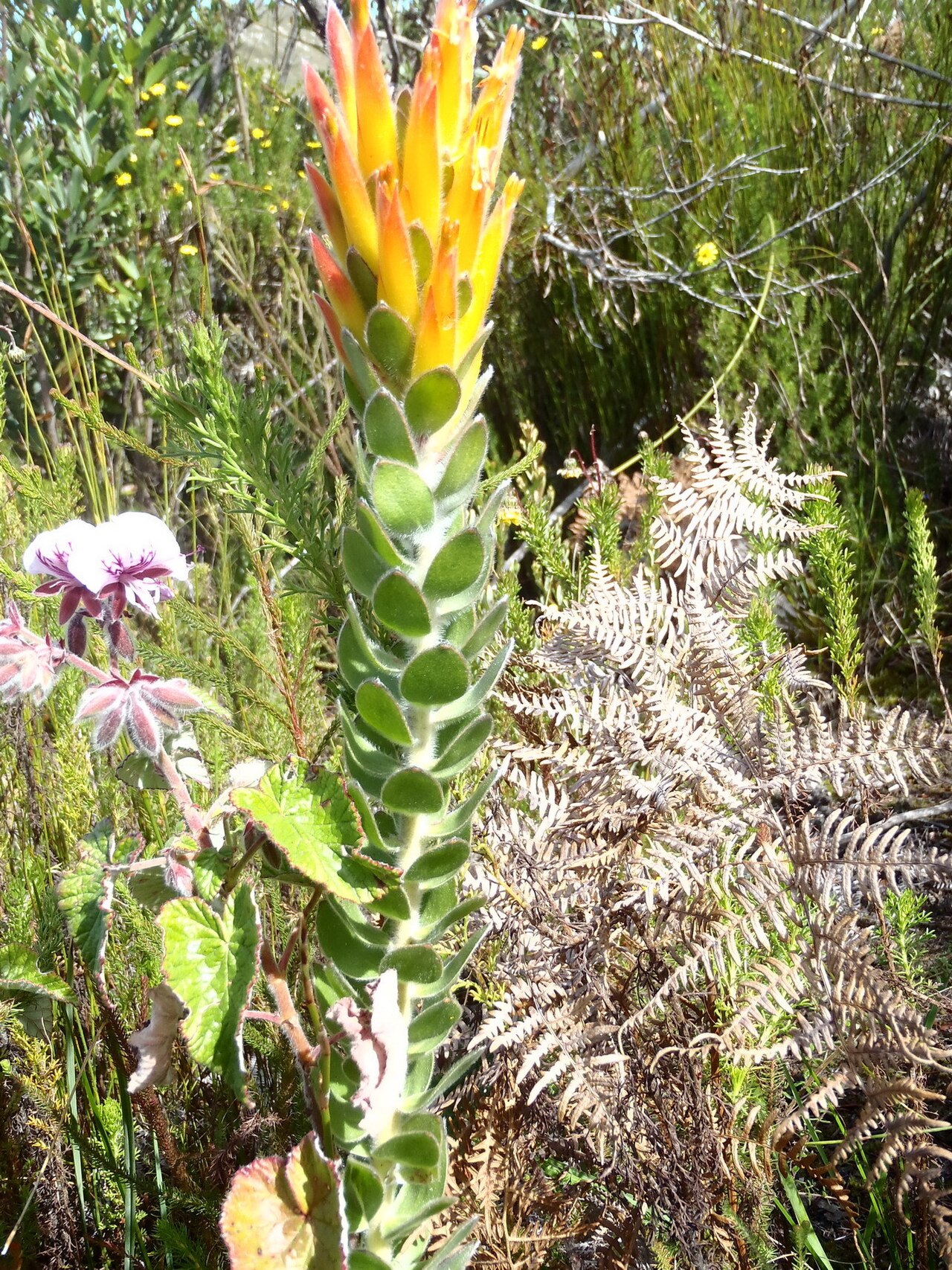 Threeflower pagoda: Three-flowered pagoda, Mimetes pauciflorus , habit, photographed by Nicola van Berkel, on 7 September 2012, at Spitskop, Prince Alfreds Mountain Pass, near Knys