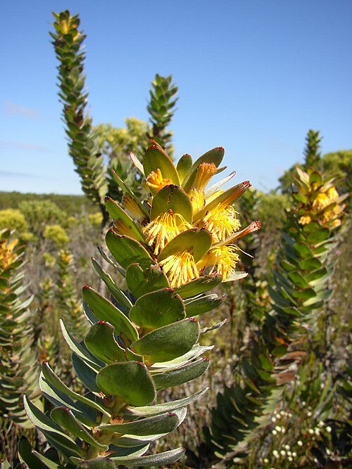 Mimetes saxatilis: A limestone pagoda, Mimetes saxatilis , photographed by Tony Rebelo, on 24 August 2005, at Struisbaai Industria, Agulhas Plains, Overberg County, Western Cape p