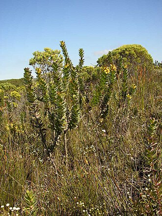 Mimetes saxatilis: A limestone pagoda, Mimetes saxatilis , photographed by Tony Rebelo, on 24 August 2005, at Struisbaai Industria, Agulhas Plains, Overberg County, Western Cape p