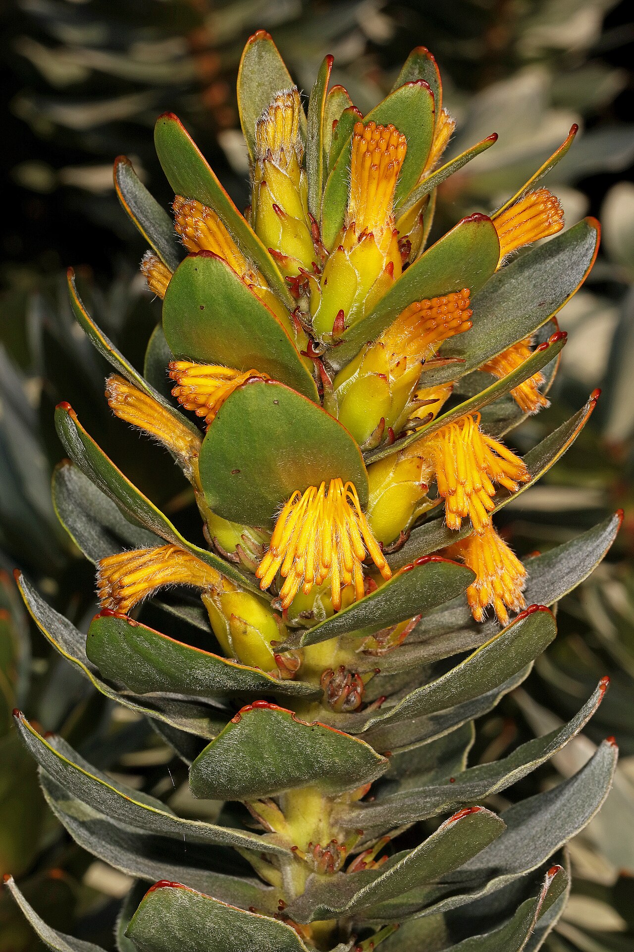 Mimetes saxatilis: Mimetes saxatilis , flowerheads; Betty's Bay (cultivated), Western Cape, South Africa