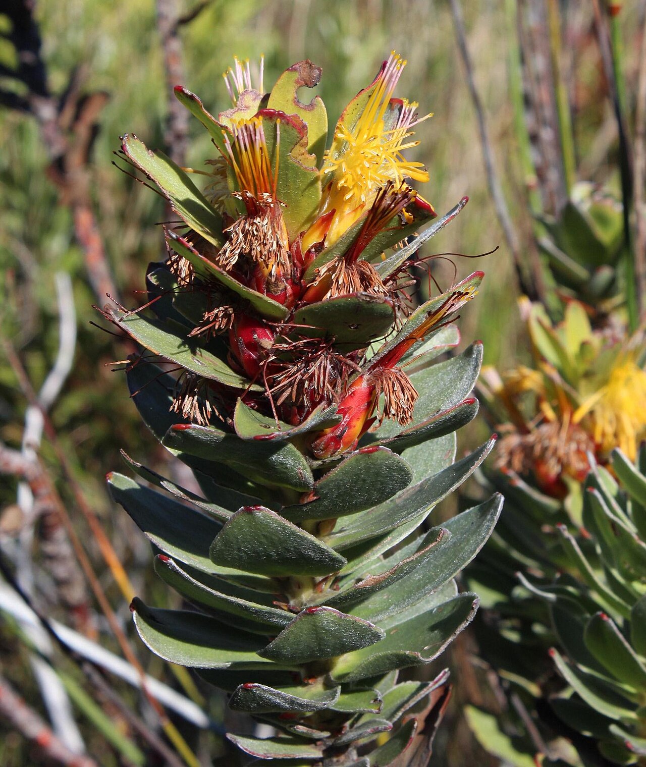 Mimetes saxatilis: A limestone pagoda, Mimetes saxatilis , photographed by Tony Rebelo, on 9 August 2013, at Hagelkraal, western Agulhas Plains, Overberg County, Western Cape prov