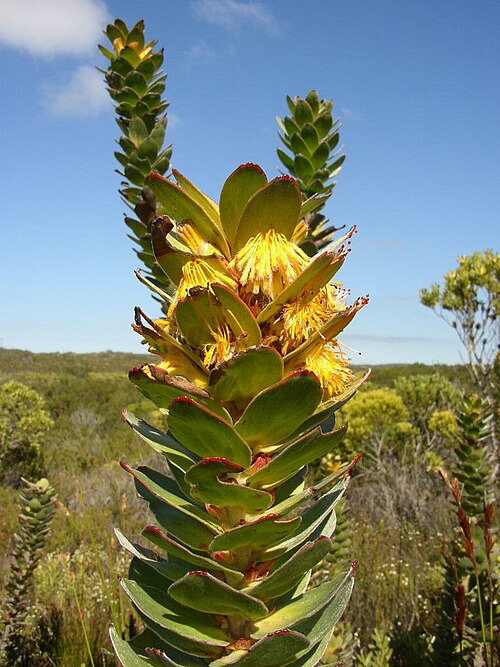 Mimetes saxatilis: A limestone pagoda, Mimetes saxatilis , photographed by Tony Rebelo, on 24 August 2005, at Struisbaai Industria, Agulhas Plains, Overberg County, Western Cape p