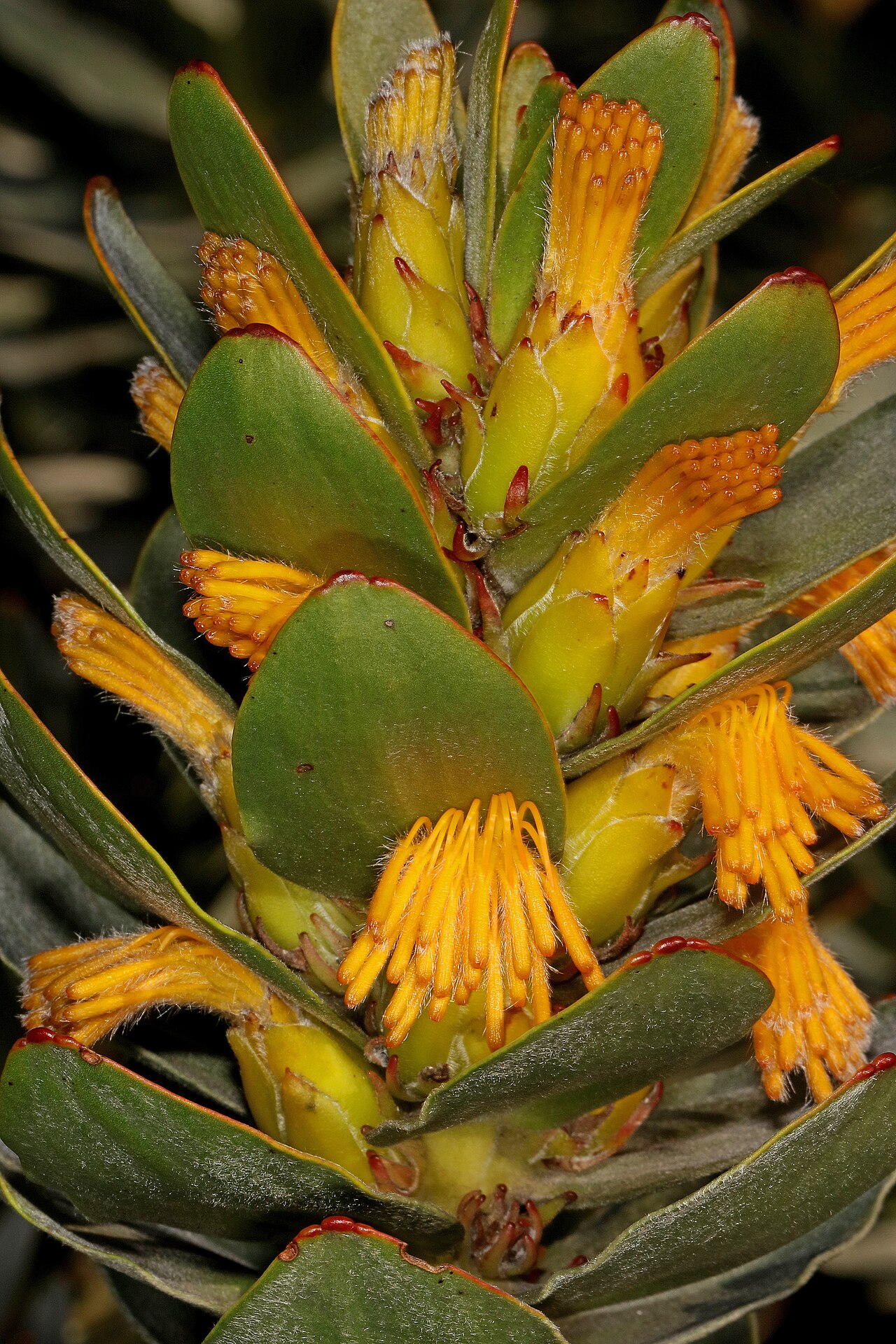 Mimetes saxatilis: Mimetes saxatilis , flowerheads; Betty's Bay (cultivated), Western Cape, South Africa