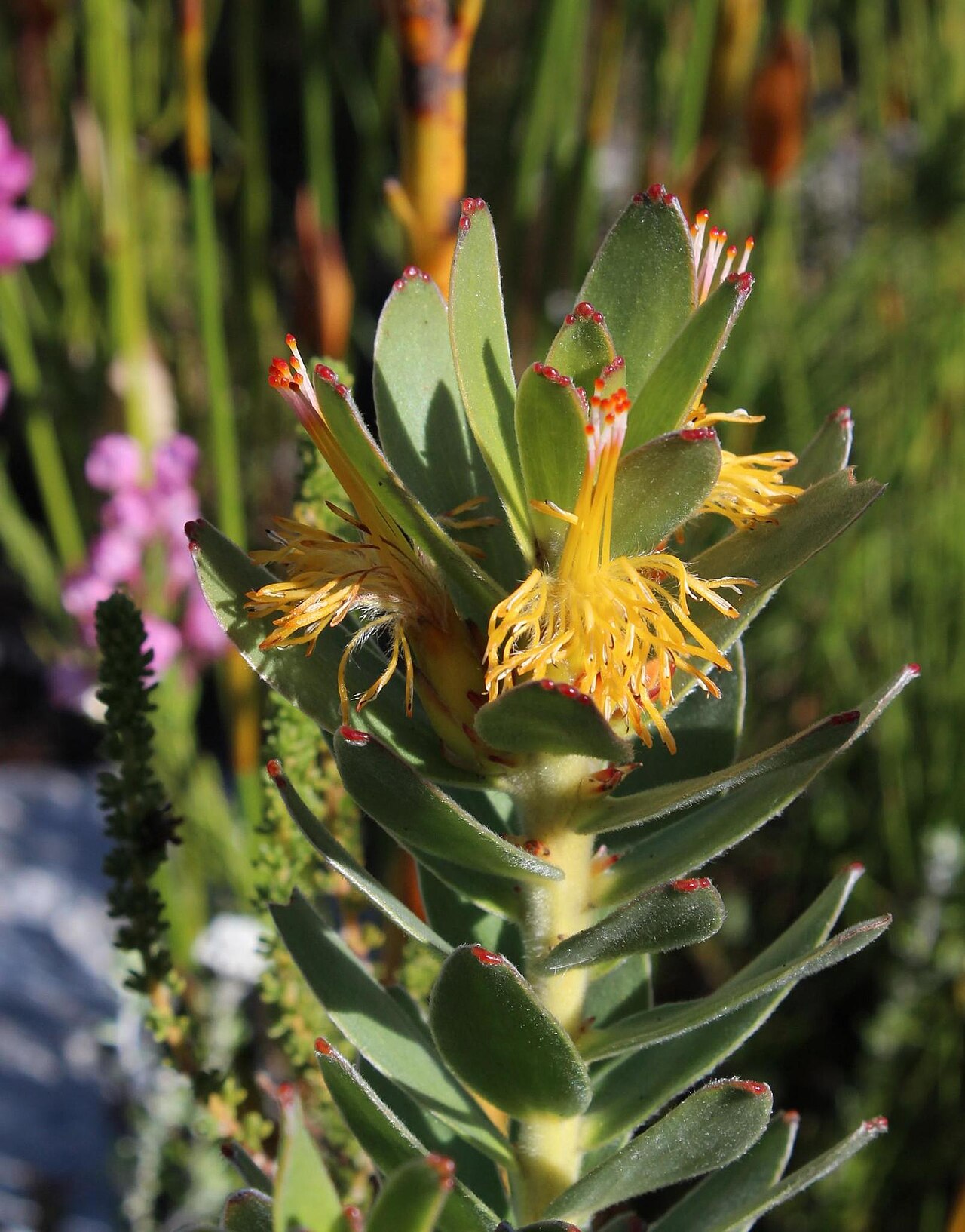 Mimetes saxatilis: A limestone pagoda, Mimetes saxatilis , photographed by Tony Rebelo, on 9 August 2013, at Hagelkraal, western Agulhas Plains, Overberg County, Western Cape prov