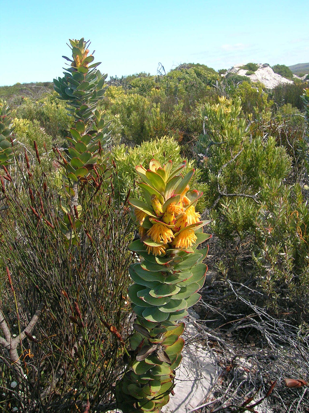 Mimetes saxatilis: A limestone pagoda, Mimetes saxatilis , photographed by Nick Helme, on 16 August 2005, at Struis Bay, Agulhas Plains, Overberg County, Western Cape province, So