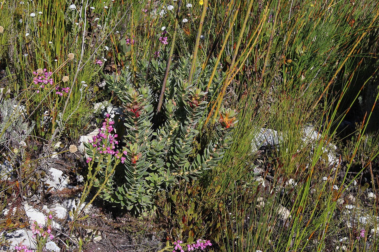 Mimetes saxatilis: A limestone pagoda, Mimetes saxatilis , photographed by Tony Rebelo, on 9 August 2013, at Hagelkraal, western Agulhas Plains, Overberg County, Western Cape prov