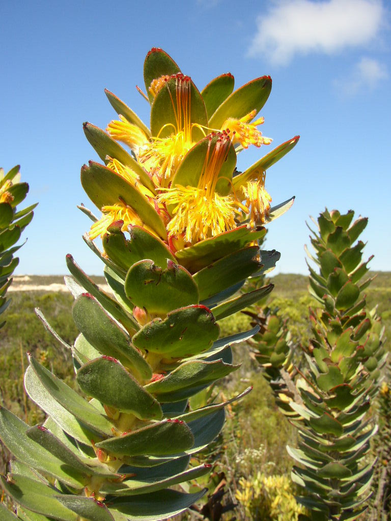 Mimetes saxatilis: A limestone pagoda, Mimetes saxatilis , photographed by Tony Rebelo, on 24 August 2005, at Struisbaai Industria, Agulhas Plains, Overberg County, Western Cape p