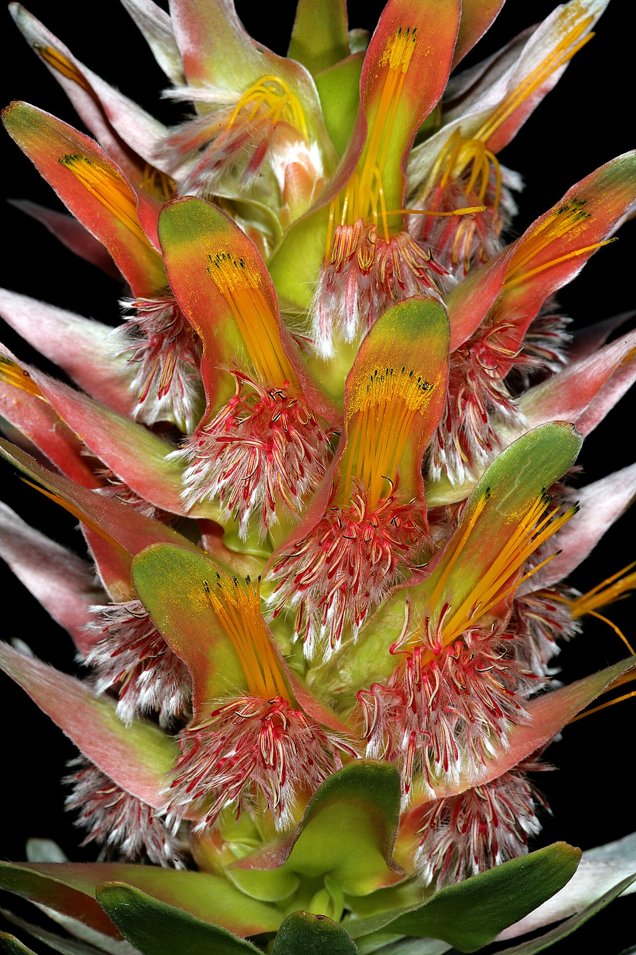 Mimetes splendidus: Mimetes splendidus , inflorescence; cultivated, Betty's Bay, Western Cape, South Africa
