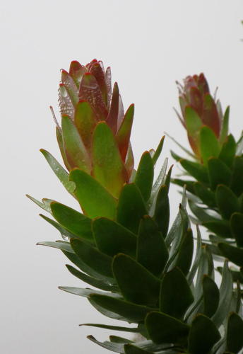 Mimetes splendidus (Mimetes splendidus)