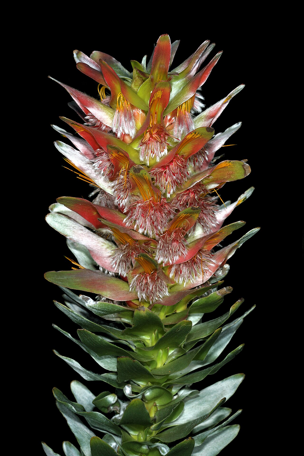 Mimetes splendidus: Mimetes splendidus , inflorescence; cultivated, Betty's Bay, Western Cape, South Africa