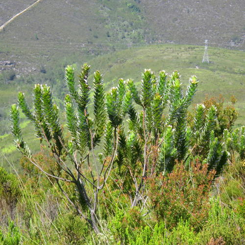 Mimetes splendidus (Mimetes splendidus)