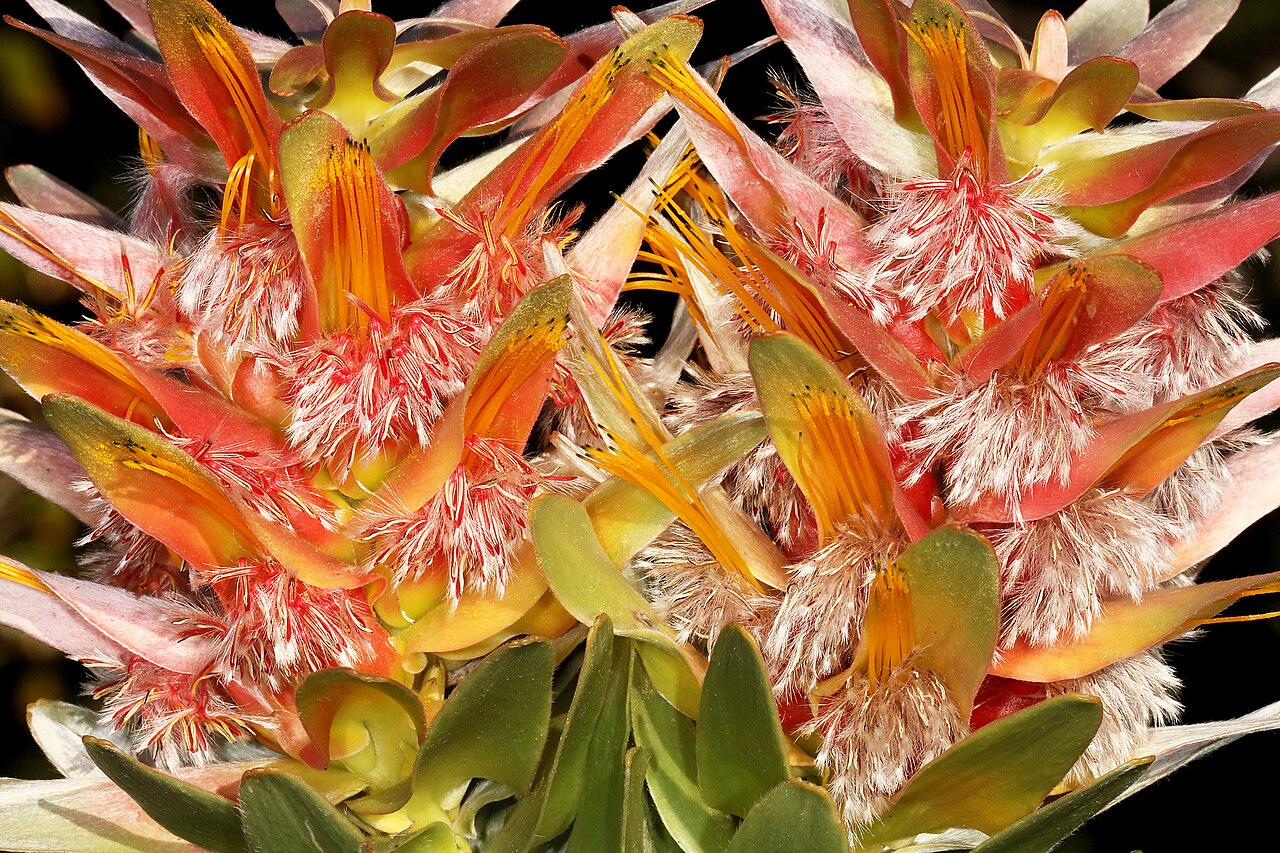 Mimetes splendidus: Mimetes splendidus , flowerheads; Betty's Bay (cultivated), Western Cape, South Africa