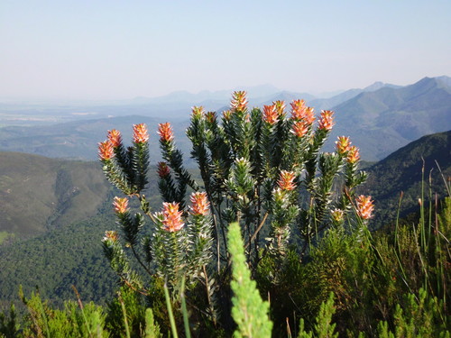 Mimetes splendidus (Mimetes splendidus)