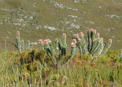 Mimetes splendidus (Mimetes splendidus)